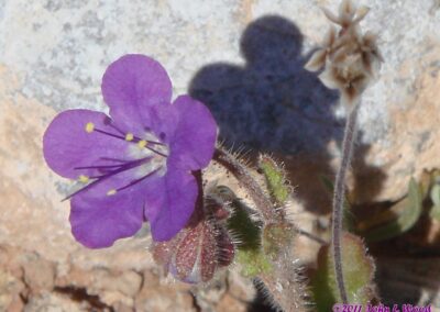 Image of Tiny Notch-Leaf Phacelia Lake Mead National Recreation Area by John L. Wood