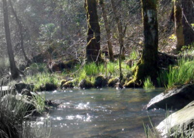Image of Squirrel Creek, Nevada County, CA by John Wood