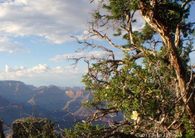 Image of Cliff Rose South Rim Grand Canyon, AZ by John L. Wood