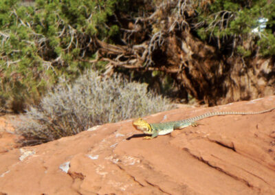 Image of Collard Lizard sunning near Fisher Towers by John L. Wood