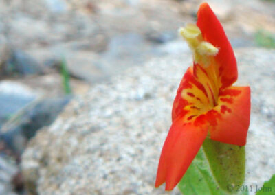 Scarlet Monkey Flower image by John L. Wood