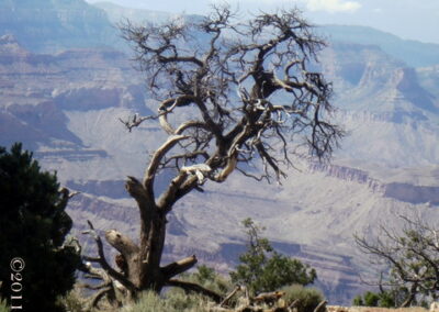 Scrub tree at South Rim of Grand Canyon by John L. Wood